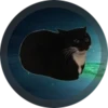 what the cat doing?