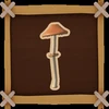 The Conocybe