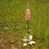 Purple Foxglove