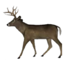 Level Progression- Dominant Buck