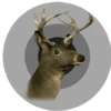 Southen whitetail trophy