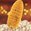 Corncob