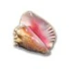 Conch Shell Expert