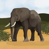 The Elephant E