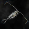 Copepod