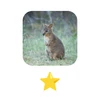 Pademelon