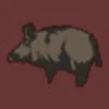 Feral Hog