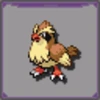 Pidgey