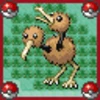 Doduo