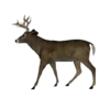 Level Progression- Mature Buck