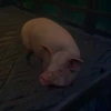 Pig pet