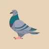 The Pigeon Quiz