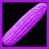 Purple flour corn