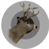 Blacktail deer trophy