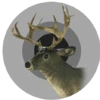 Canadian whitetail trophy