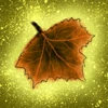 The Leaf of Autumn