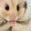 Resource hamster