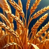 Collect 30 total amount of wheat