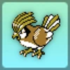 Pidgeotto