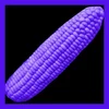 Purple Corn