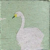 Cygne sauvage