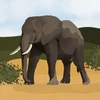 The Elephant E